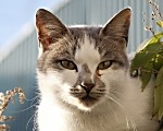Kissa