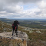 Cara-koira tunturilla