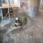 Pandakarhu