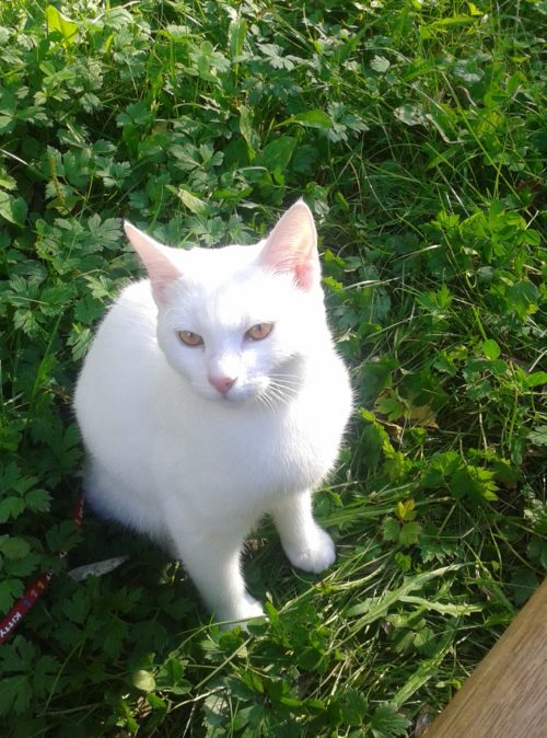 Valkoinen kissa istuu nurmikolla.