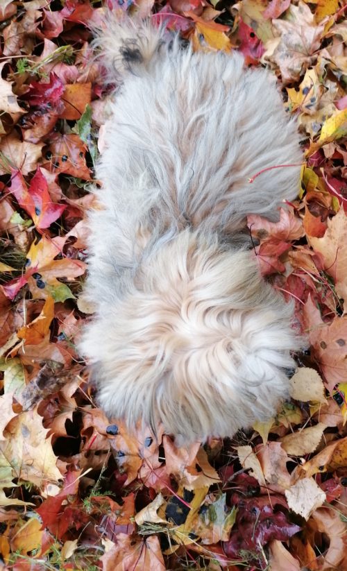Pieni koira seisoo syksyisten lehtien keskellä.