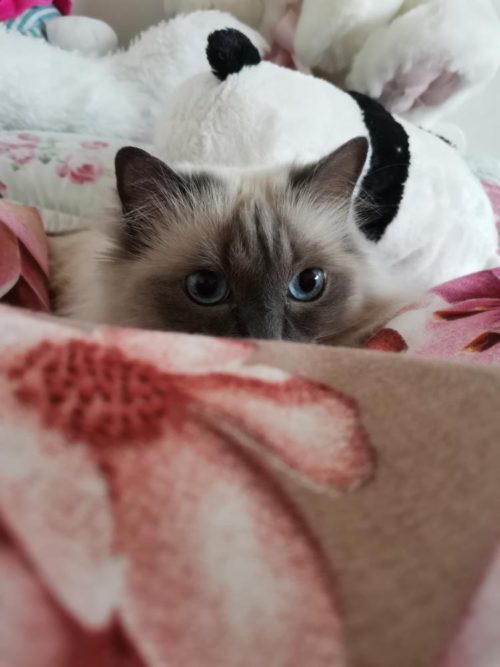 Sinisilmäinen kissa sängyssä.