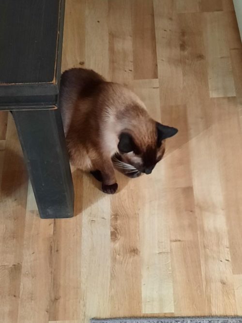 Ruskea kissa istuu lattialla.