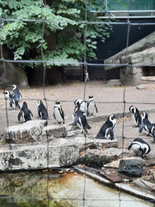 Pingviinejä eläintarhassa.