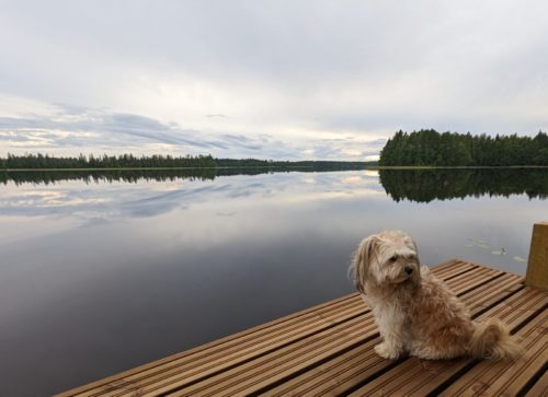 Pieni, valkoinen koira istuu laiturilla järven rannalla.