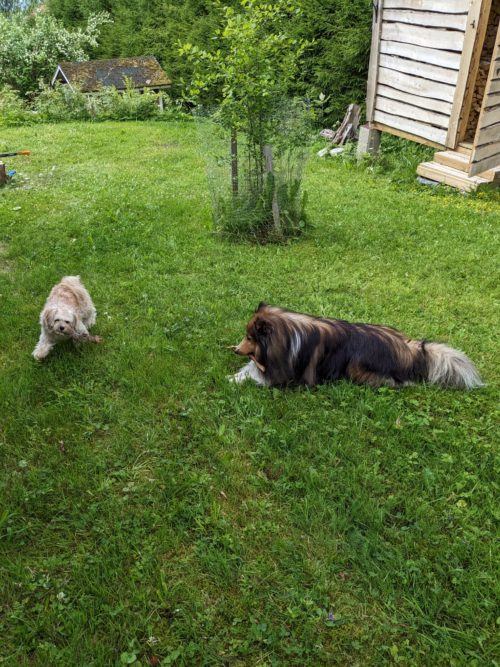 Koirat leikkivät nurmella.