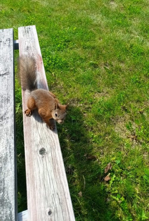 Orava pihalla.