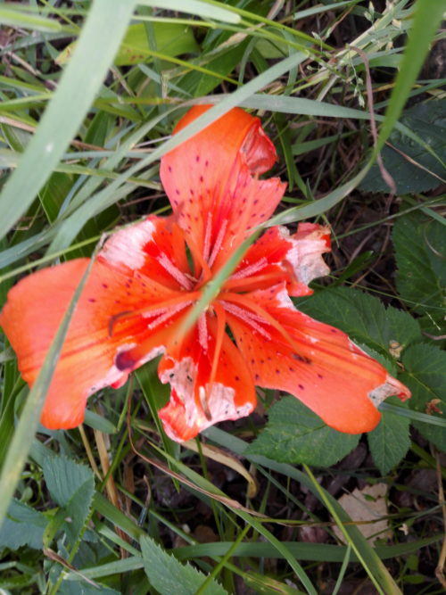 Punainen kukka nurmikolla.