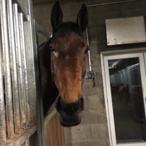 Tummanruskea heppa katsoo korvat höröllä kameraan.