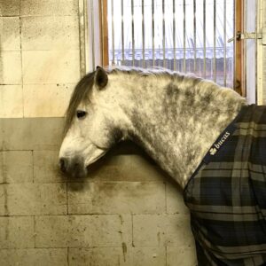 Valkoharmaa heppa seisoo tallissa.