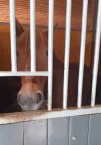 Ruskea hevonen katsoo kameraan.