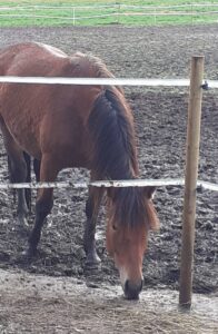 Ruskea hevonen aitauksessa.