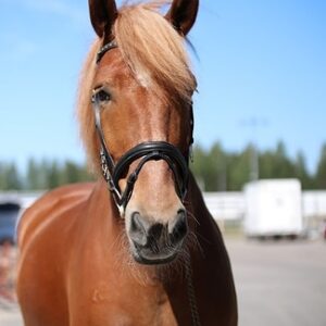 Ruskea suomenhevonen katsoo kameraan.