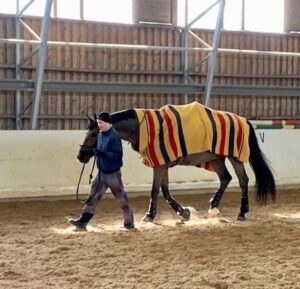 mies kävelyttää hevosta maneesissa