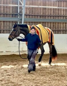 mies kävelyttää hevosta maneesissa