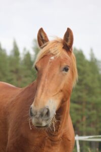 Ruskea hevonen korvat hörössä