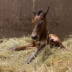 Vastasyntynyt varsa.
