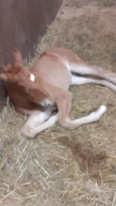 Varsa makaa heinillä.