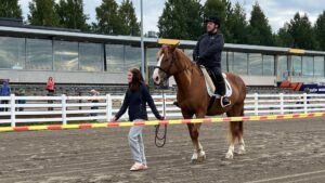 Mies ratsastaa suomenhevosella.