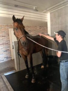 Mies suihkuttaa hevosta.