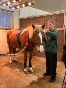 Mies laittaa hevoselle suitsia.