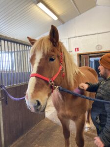 Mies harjaa hevosta tallissa. Hevosella on korvat hörössä.