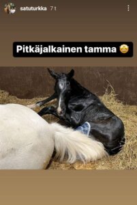 Vastasyntynyt varsa makaa emänsä vieressä.