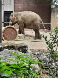 Norsu syö heinää eläintarhassa.