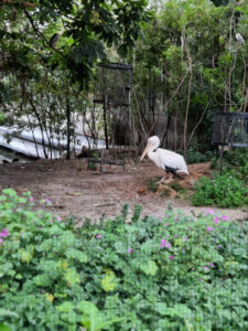 Pelikaani eläintarhassa.