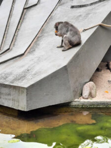 Apina syö appelsiinia eläintarhassa.