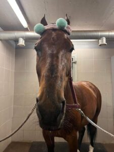 Hevonen seisoo suihkussa. Sillä on korvien ympärillä hiuspanta, jossa on kaksi suurta pompulaa.