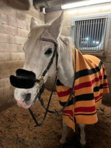 Valkoinen hevonen tallissa loimi selässään.