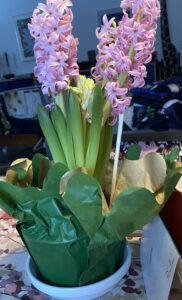 Vaaleanpunainen hyasintti.