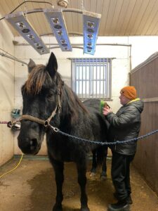 Mies harjaa puhdistaa hevosen harjaa.