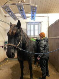 Mies harjaa hevosta.